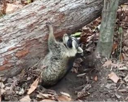 Raccoon Trapped Under A Tree, Waiting For Someone To help, Now Watch As Rescuers Approach