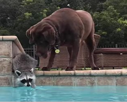 Raccoon Reaches Into The Pool, Dogs Next Move Has Made The Internet Fall In Love