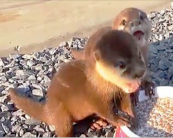 Baby Otters Were Kidnapped & Starved, But Then Rescued…Now Watch When He Puts Down The Food Bowl.