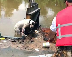 Rescuers Found A Desperate Pit Bull Clinging To A Fence. Then They Get Closer