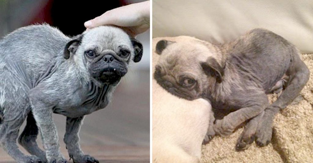 This 18monthold pug was found close to starvation. In a matter of