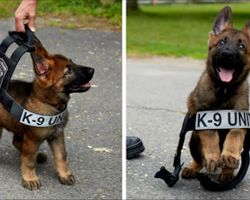 10+ Puppies On Their First Days Of Work That Will Make Your Day