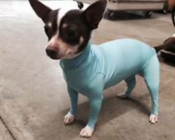 Owner Frustrated By Dog Shedding In Car, Invents Hilarious Doggy Leotards & People Can’t Stop Cracking Up