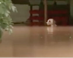 Rescuers Rush To Save This Dog From Rising Flood Waters – And Find Something Startling