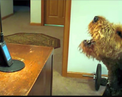 Dog Misses His Mom So He Calls Her On The Phone, She Can’t Stop Laughing At What He Has To Say…