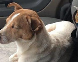 Stray Dog Won’t Leave Without Friend-Then Trucker Decides That They Need To Be Together