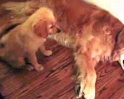 Puppy Comforts Older Dog When She Notices Him Having A Nightmare