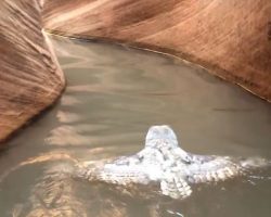 Hikers come across rare sight of owl swimming in a canyon