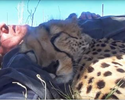 He Was Taking A Nap On The Ground When A Cheetah Appeared And Did The Strangest Thing.