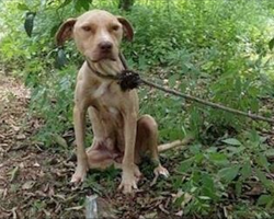 Tied to Tree and Left for Dead, Brave Pit Bull Still Had Task of Guarding Huge Secret