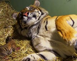 Tiger was giving birth to her baby, but when they looked closer… They gasped at what they saw!