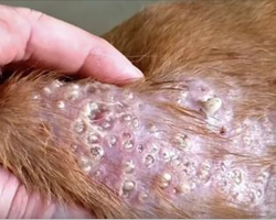 Vet Warns About New Infestation That Is Plaguing Dogs & Humans