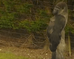 After watching humans at his nature reserve, this gorilla began mimicking their walk in worlds first
