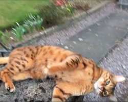 Kitten Patiently Waits for His Human to Come Home Every Day. Now Watch When Owner Drives Up! Oh MY!