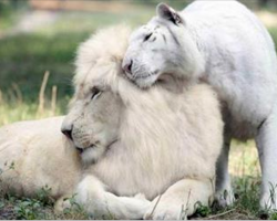 White Lion And White Tiger Just Had Babies And They’re The Cutest Things On The Planet