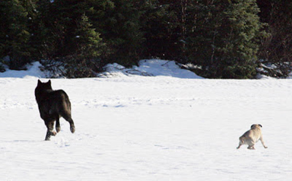 wolf-meets-dog-3