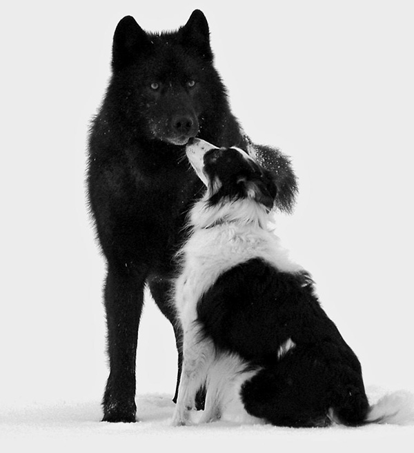 wolf-meets-dog-7