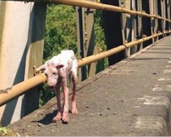 For Years The Dog Lived Skinny And She Barely Resembled A Dog… But Her Transformation Will Make Your Jaw Drop