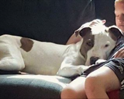 10 Year Old Boy And His Dog Die Together After Being Hit By A Car