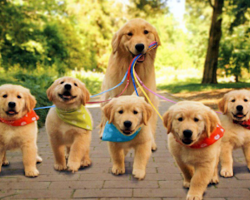 11 Bizarre And Hilarious Facts About Dogs!