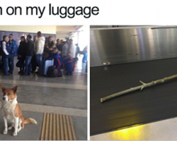 15 Wholesome Dog Memes That Are Too Pure For This World