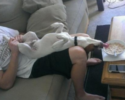 18 Dogs Who Are Proof That Life Is Far More Interesting With A Pet