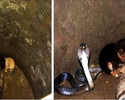 2 Puppies Fell In Pit With A Cobra, But The Snake’s Tender Reaction Amazed Rescuers.
