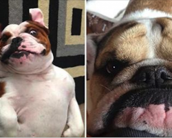 Don’t get a bulldog. Here are 25 reasons why