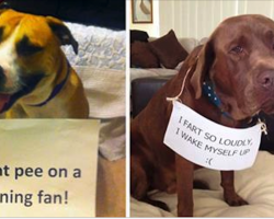 10+ Dogs Who Committed Crimes And Were Shamed For Them In Hysterical Fashion