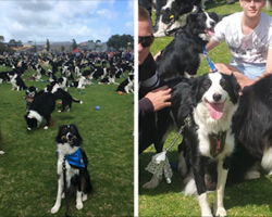 576 Border Collies Get Together In One Place To Break A World Record