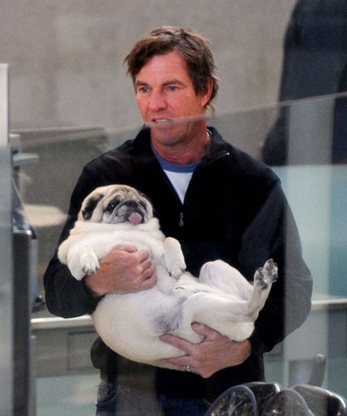 Dennis Quaid pug