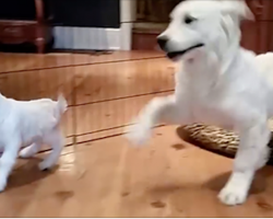 Golden Retriever puppy completely LOSES IT when he meets a baby goat