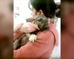 Abused Dog Cries When She Finally Has A Kind Hand Touch Her