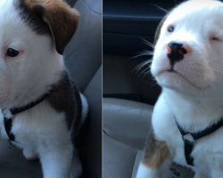 Adorable Puppy Has The Hiccups For The First Time – His Reaction Instantly Goes Viral