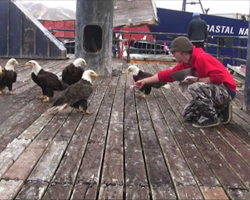 Alaskan Man Is Feeding A Huge Flock Of Bald Eagles, Then The Camera Pans Left…