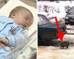 Baby is abandoned and left to freeze to death – but now watch what this cat does