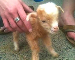 This Baby Goat Has Mastered Acrobatics And It’s Sure To Be Your New Favorite Video.