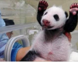 Baby Panda Meets Mom For First Time, Her Reaction is Pure Gold!