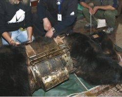 Bear Trapped For Years In ‘Torture Vest’ Now Spends Her Days Swimming