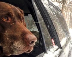 Man takes his dog, dying of cancer, on an epic road trip