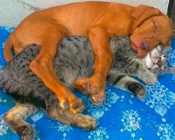 8 cats and dogs that prove you don’t need to be the same species to be best friends