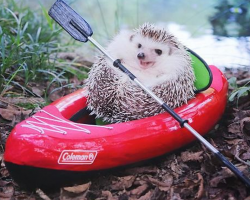 Tiny Hedgehog Goes Camping, And His Pics Are The Best Thing You’ll See Today