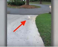 Dad Notices His Pup Struggling At The End Of The Driveway. And Then He Sees It.