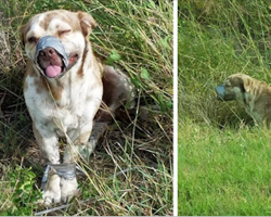 Dog Left To Die With A Taped Mouth And Legs Can’t Stop Wiggling His Tail After Being Rescued By Plumbers