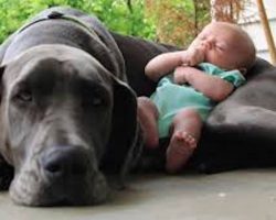 26 photos that prove dogs love children unconditionally