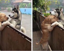 Lonely dog goes across the street to hug his best friend over the fence