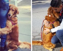 This Golden Retriever Is Obsessed With Giving Hugs To Everyone He Meets