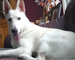 Dog farts on the couch, takes a sniff and reacts in hilarious manner