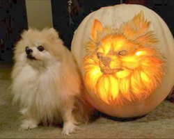 Dog Dad Spends 3 Hours Carving Pumpkin To Look Exactly Like His Pomeranian