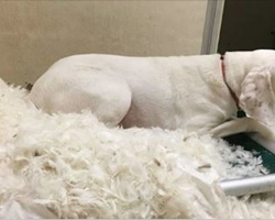 Dog’s adopted 8 times but always escapes to return to shelter. Staff melts when the realize why